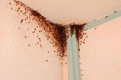 Тараканы в квартире и обработка от насекомых