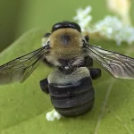пчела плотник